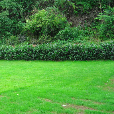 Gartengestaltung Nicole Heinrich